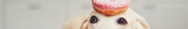 This dog doesn't care about your hospital's reputation, he cares about donuts